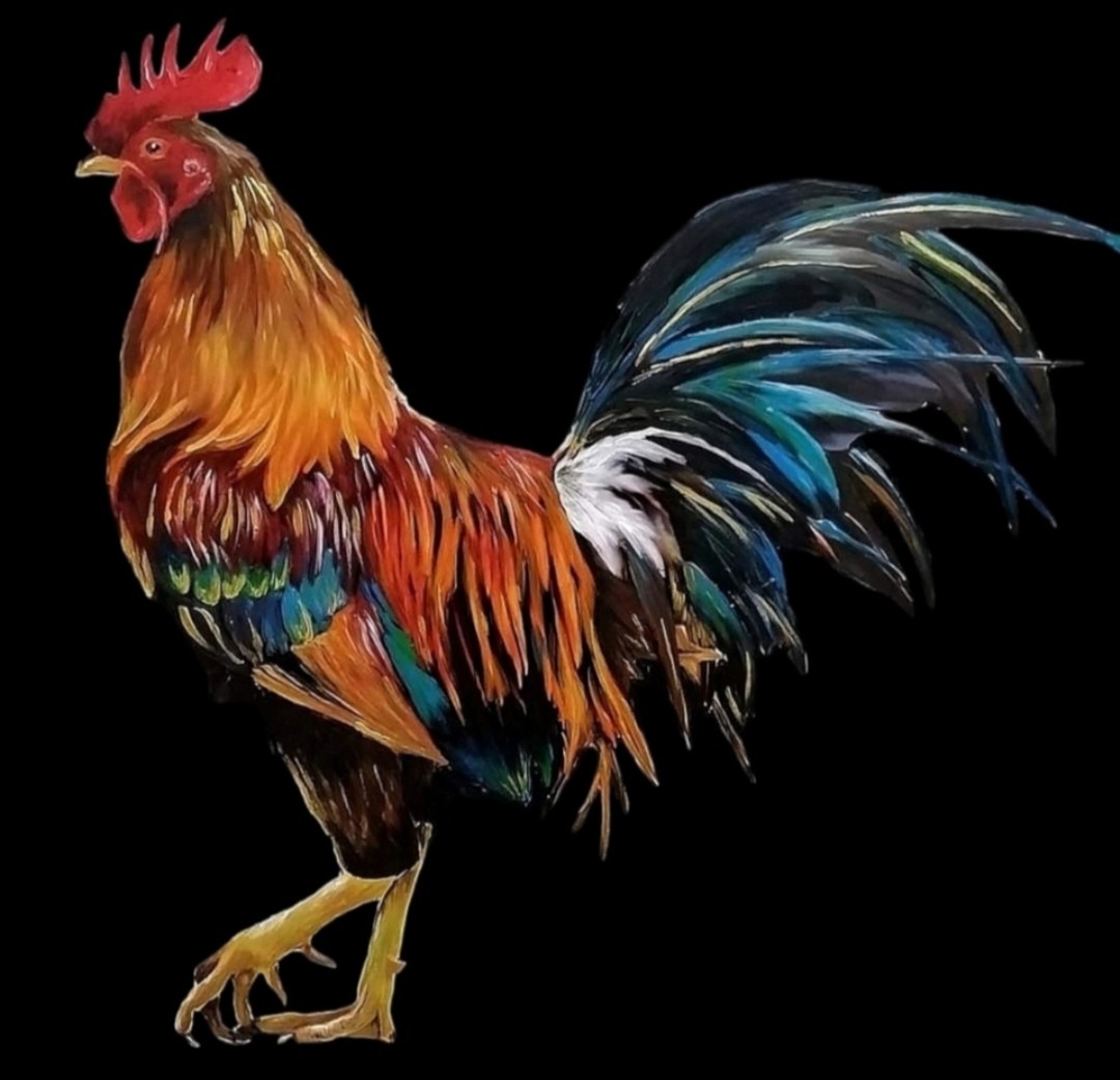 Colourful cockerel set on a black background
