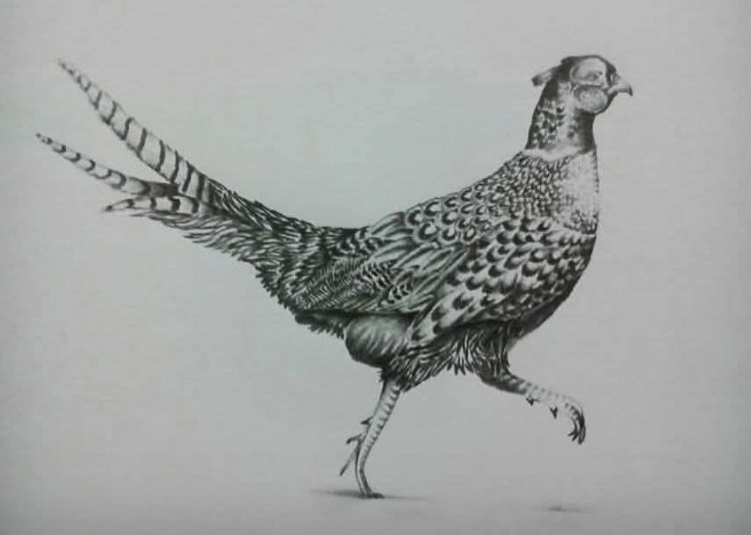 Pheasant drawn in pencil strutting off to the right
