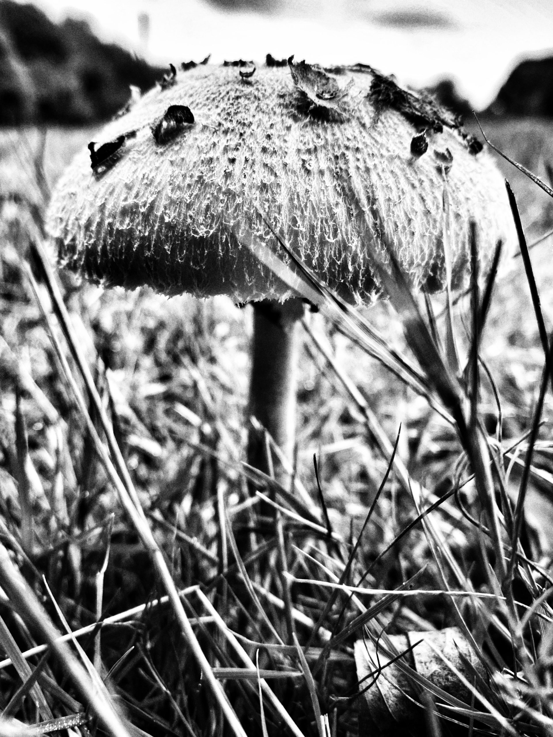 Monochrome micro image by Tim Copsey of a mushroom.